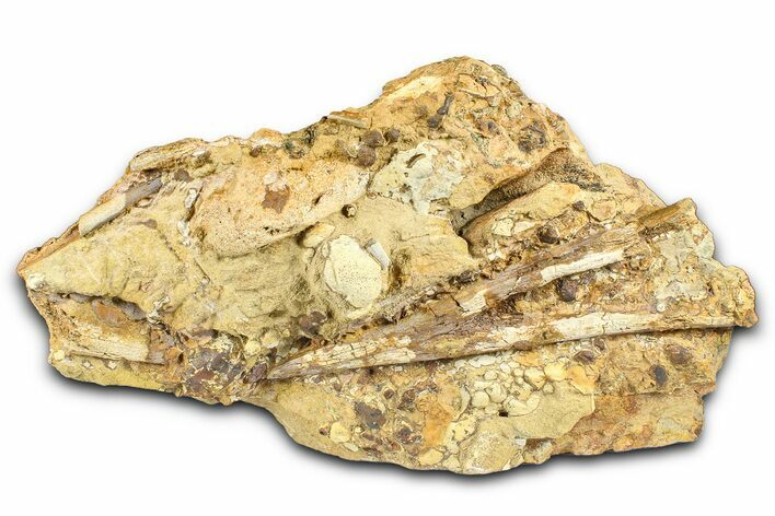 Fossil Hadrosaur Chevron Bone and Tendons in Sandstone - Wyoming #371514